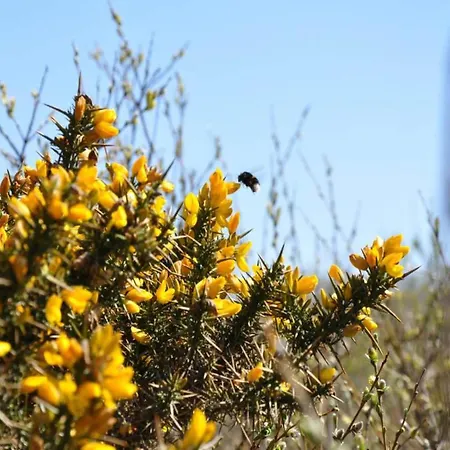 Luettjer Kaiser Comfortable * Norderney