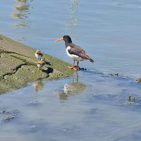 Luettjer Kaiser Comfortable * Norderney